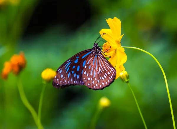 Μια Όμορφη Πεταλούδα Ένα Λουλούδι Royalty Free Φωτογραφίες Αρχείου