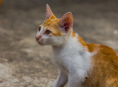 Bir kedinin portresi.