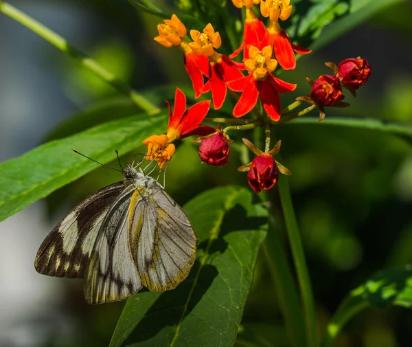 Schmetterling auf bunten Blumen. — Stockfoto