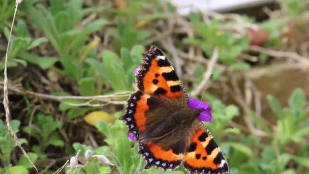 Mariposa sobre una flor púrpura. — Vídeos de Stock