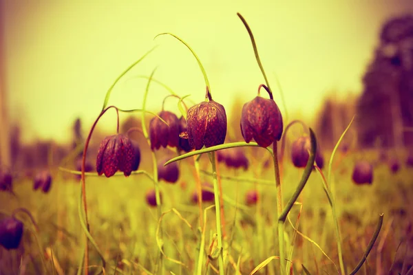 Flowers in the meadow, selective focus vintage toned