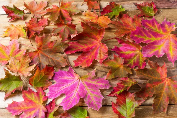Colorful fall maple leaves background