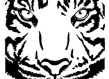 Yüz Bengal kaplanı