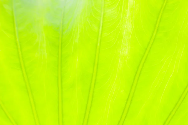 Hellgrünes Blatt abstrakte Natur Hintergrund, blühendes Licht verschwommen — Stockfoto