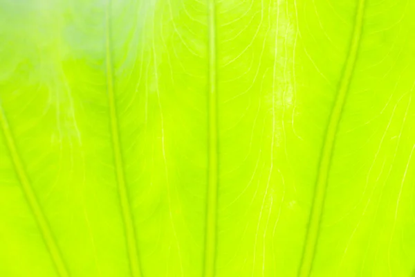 Hellgrünes Blatt abstrakte Natur Hintergrund, blühendes Licht verschwommen — Stockfoto