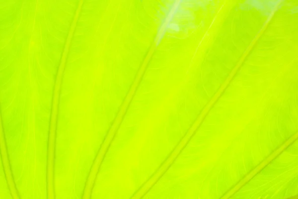 Luz verde hoja abstracta naturaleza fondo, floreciendo luz borrosa — Foto de Stock