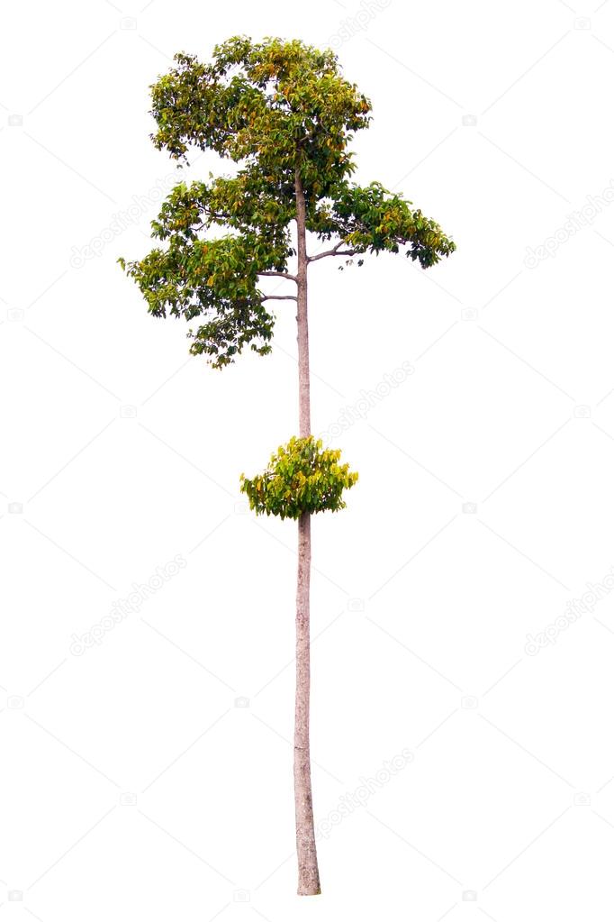 tall tree on white background, isolated