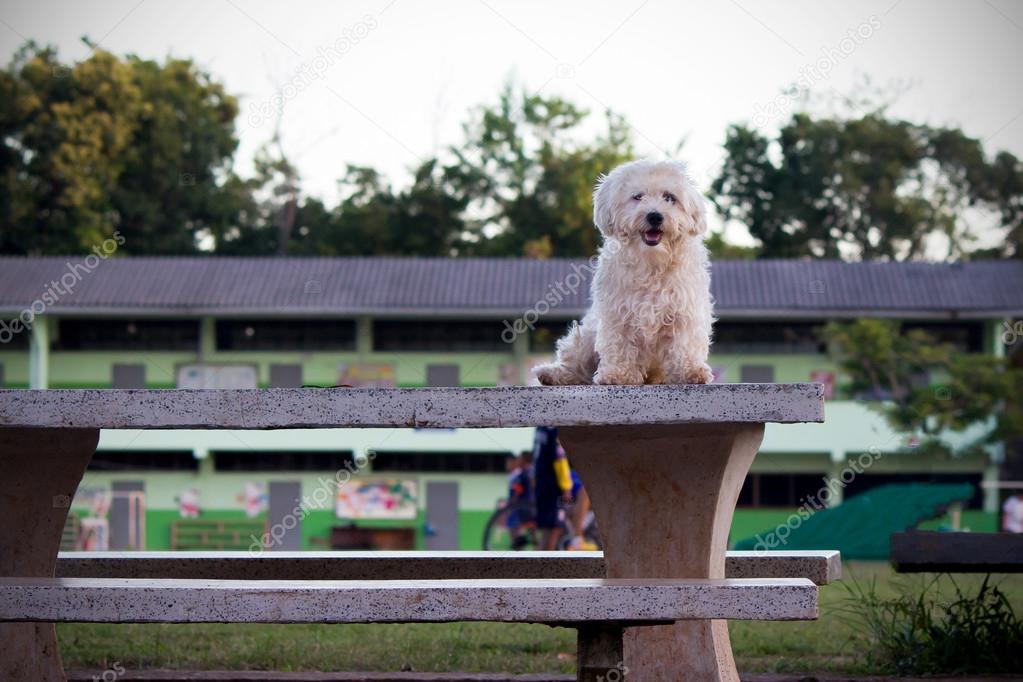 dog standing on a table in a public park