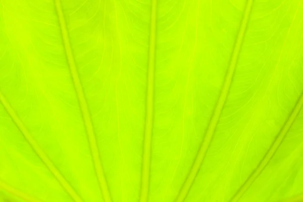 Luz verde folha abstrato natureza fundo, florescendo luz borrada — Fotografia de Stock