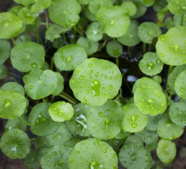 pennywort doğa arka plan, dewdrops