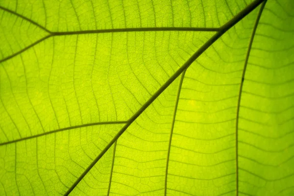 Fondo de las venas de hoja verde, enfoque desenfoque abstracto — Foto de Stock