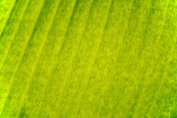 Zielony liść banana tekstury tło — Zdjęcie stockowe