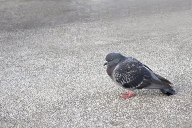 Şehirde yalnız ve sıkıcı güvercin