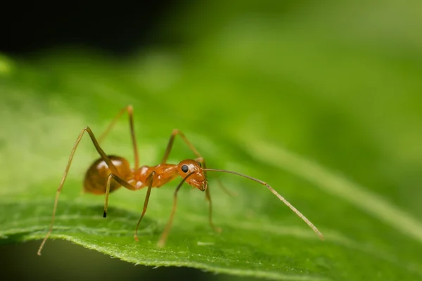 Hormiga sobre hoja de grean, fondo de hormiga — Foto de Stock