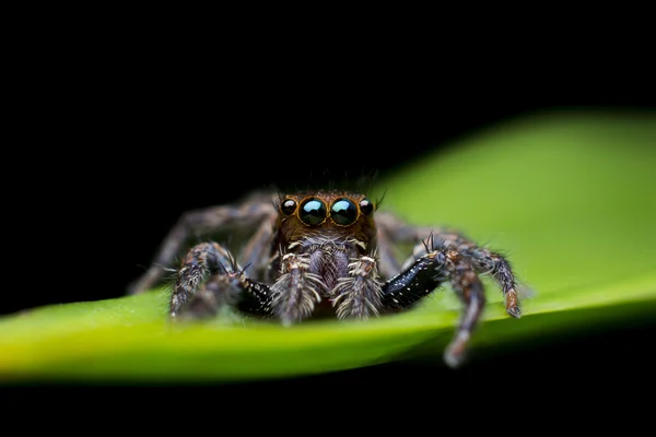 Czarny pająk skoków na tle zielonych liści, czarny — Zdjęcie stockowe