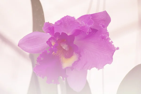 Fialová orchidej, sladký světlé laděných — Stock fotografie