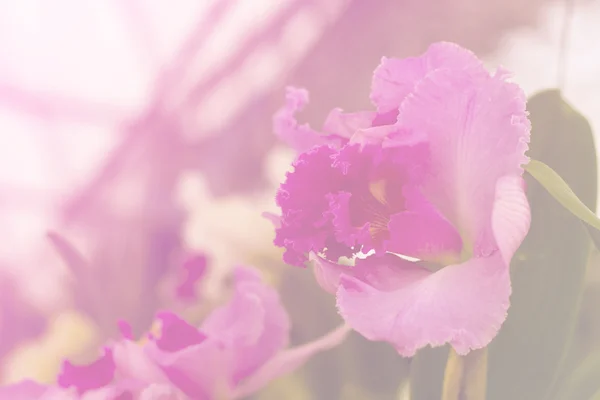 Fialová orchidej, sladký světlé laděných — Stock fotografie