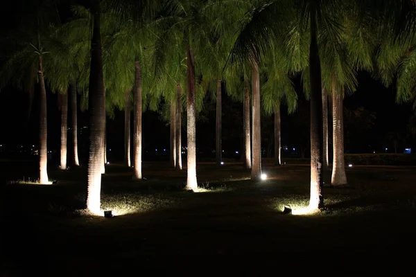 Φωτισμός στα δέντρα στο δημόσιο πάρκο τη νύχτα Φωτογραφία Αρχείου
