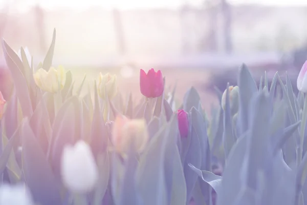 Röda tulpaner blommar i vårträdgård med sol flare bakgrund — Stockfoto