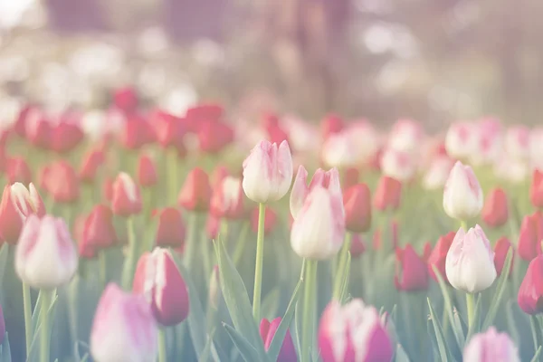 red and pink tulips blooming in spring garden with sun flare background, morning sunlight