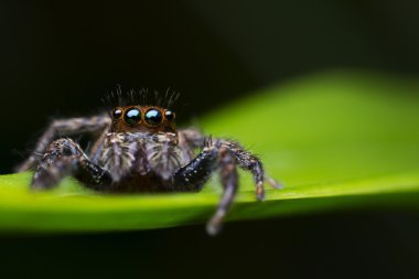Örümcek atlama bir yaprak, duvar kağıdı, sol yan