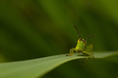 Çekirge yaprağı üzerinde