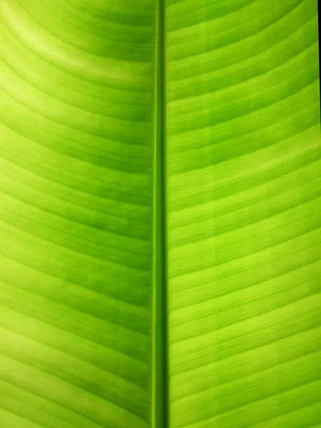 Textura de hoja de plátano — Foto de Stock