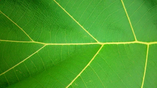 Folha verde textura natureza fundo — Fotografia de Stock