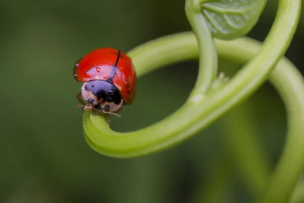 Yaprak üzerinde kırmızı uğur böceği — Stok fotoğraf