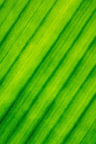 Wzorku tekstury, linie, Banana Leaf — Zdjęcie stockowe