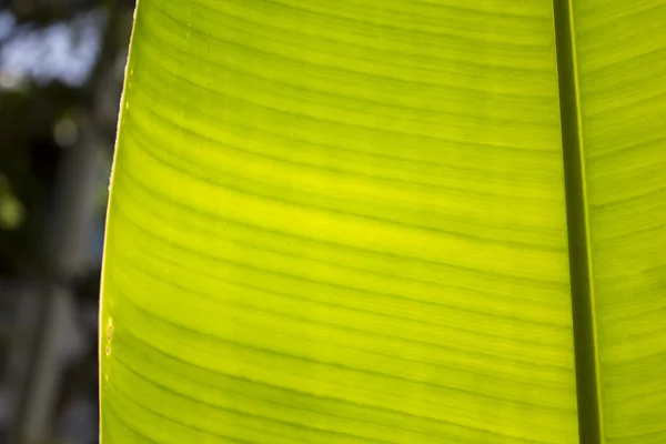 Folha de banana e luz solar, verde, natureza — Fotografia de Stock