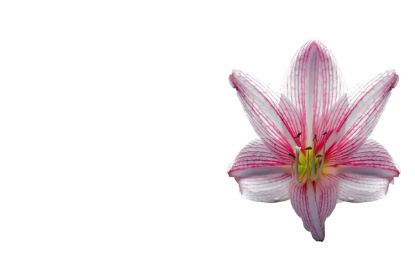 Amaryllis blomma på vit bakgrund, avstånd, bildtext — Stockfoto