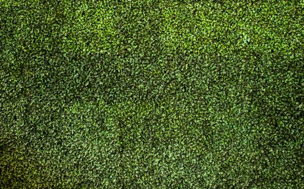 Sfondo foglie verdi, carta da parati — Foto Stock