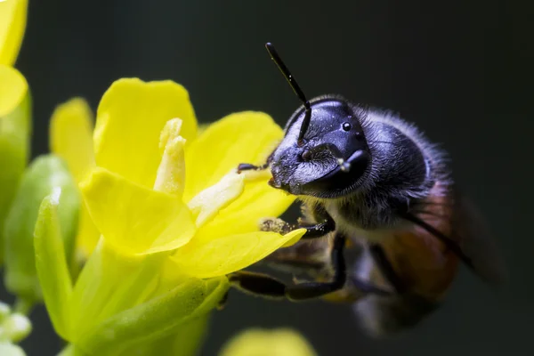 Ett bi ligger högt uppe på gul blomma — Stockfoto