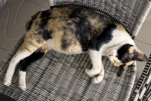 Έγκυος γάτα κοιμάται στην καρέκλα Royalty Free Φωτογραφίες Αρχείου