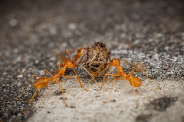 Karıncalar takım çalışması, yardım