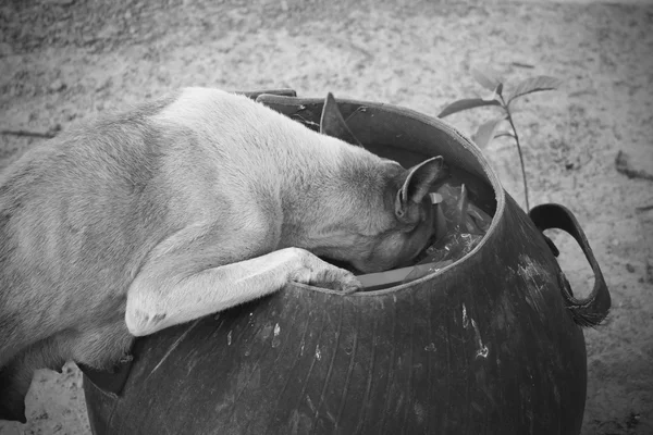 Mommy dog finding some food for kids in a bin, black and white toned — Stock Photo, Image