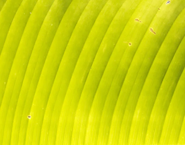 Banane Grunge-Blatt Textur, Natur Hintergrund — Stockfoto