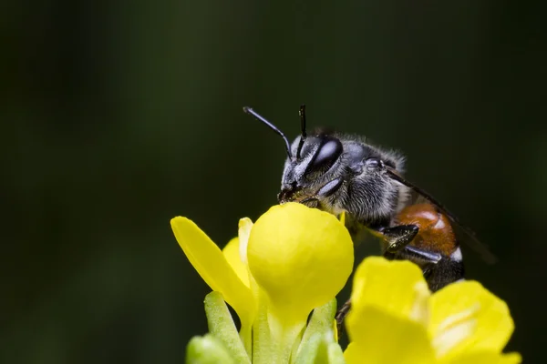 黄色の花に蜂が腰掛けています。 — ストック写真