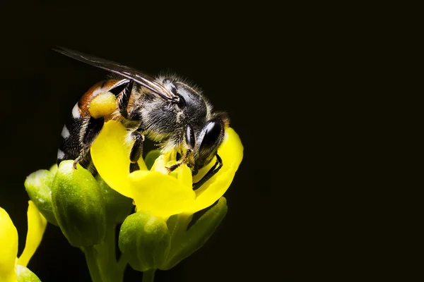 Uma abelha está empoleirada em flor amarela — Fotografia de Stock