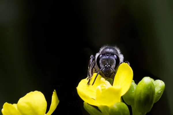 Pszczoła wznosi się na żółty kwiat — Zdjęcie stockowe