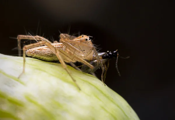Lynx örümcek kahvaltı yiyor — Stok fotoğraf