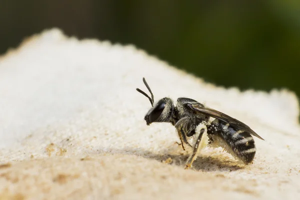 Vit bee är stå på vitt tyg — Stockfoto