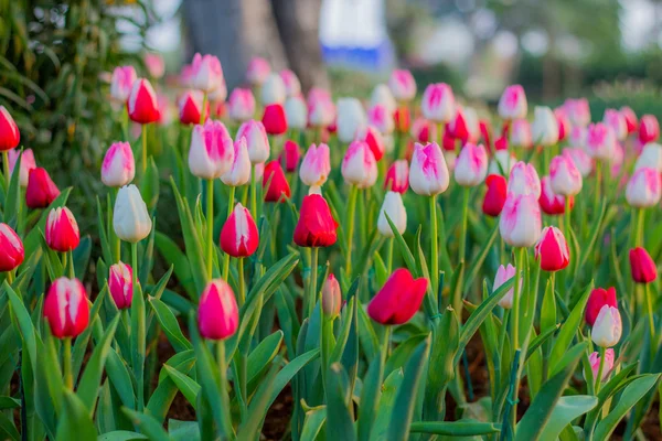 Red tulips field, nature background — Stock Photo, Image