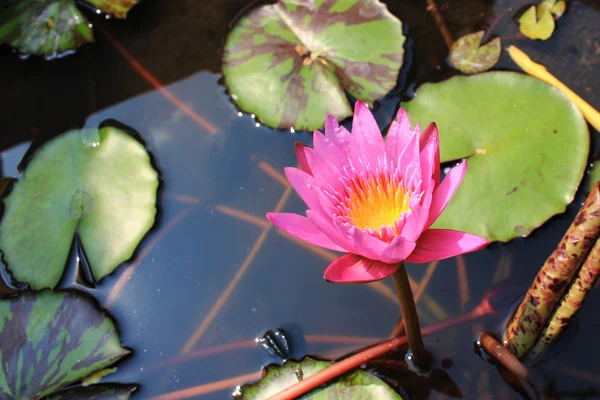 Lotus violet dans l'étang Images De Stock Libres De Droits