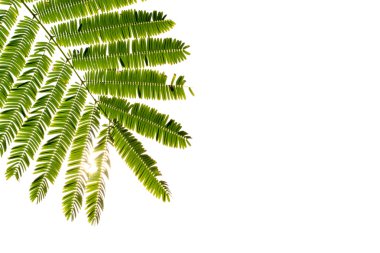 izole, beyaz arka plan üzerinde alan resim yazısı yaprak yeşil