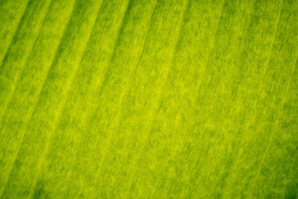 Verde banana foglia texture sfondo — Foto Stock