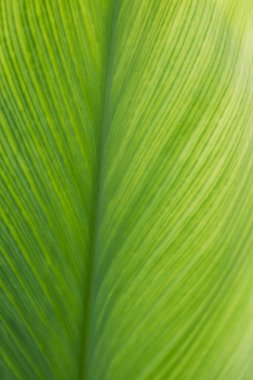 Yaprak yeşil hat doku arka plan, dikey