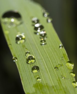 çiğ damlası kadar odak bulanık dikey kapatın