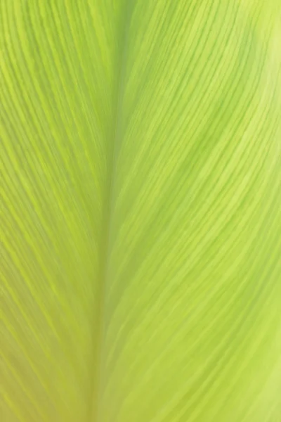 Fundo de textura folha verde brilhante, vertical — Fotografia de Stock